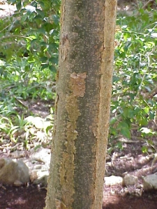 The characteristic peeling bark of <i>Bursera simaruba</i>.  Copyright Kurt Stueber, licensed under the GFDL